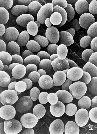 r[ySaccharomyces̕EB